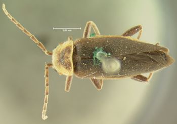 Media type: image;   Entomology 3384 Aspect: habitus dorsal view